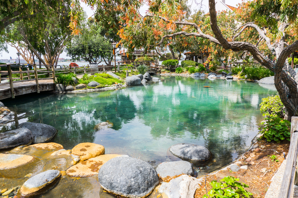 Piscine naturelle entourée de végétation diverse.