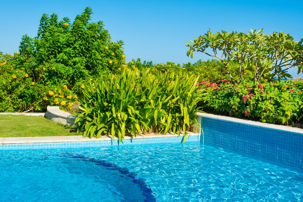 Piscine entourée de diverses plantes vertes.